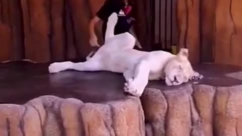 FUNNY ANIMALS VIDEOS TRY NOT TO LAUGH