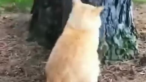 Funny animals - Funny cats _ dogs - Funny animal videos 32