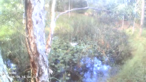 Duck in Pond. Beautiful Morning Light. Eye Soothing Sight.