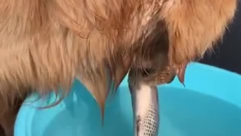 Cute Dog Saves Fish