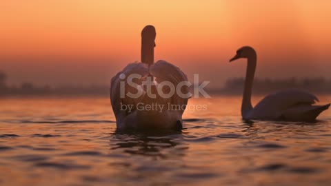 Super slow mo of white swans floating on lake during sunset