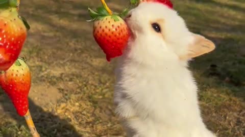 Cute Baby Rabbit Eating Strawberry 🍓🍓🍒