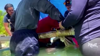 Beached pygmy whale rescued in the Gulf of Mexico