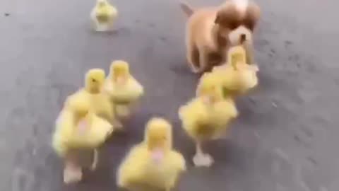 Very funny video/omg video/ dog babe and hen babe/ funnest video