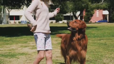 Dog playing with girl