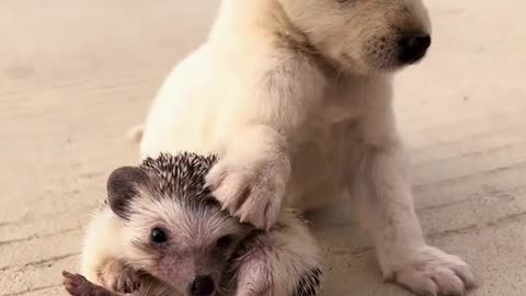 A collection of animals, dogs, hedgehogs, friends don't care who they are