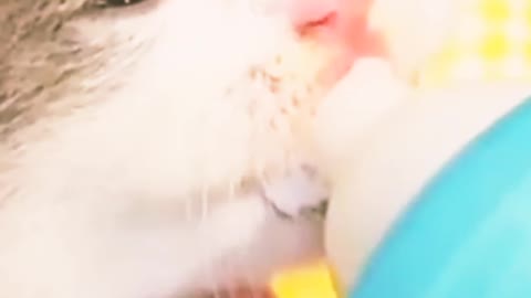 So funny baby cat milk 🍼 feeding