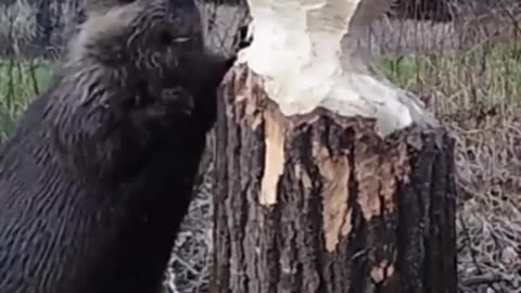 How Beaver Chew the Tree trunks