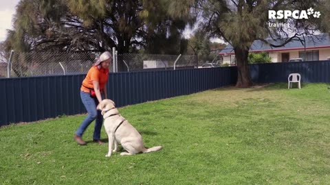 Free dogs training series lesson -1