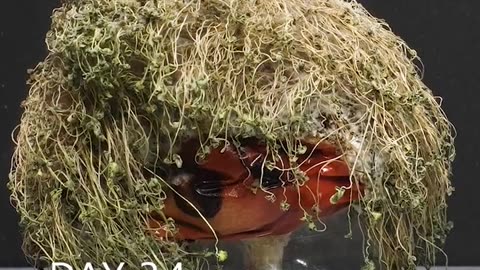 Growing Chia Seeds on Tomato - timelapse