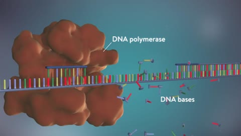 DNA replication - 3D