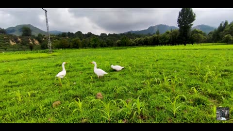 "Tirah Valley"