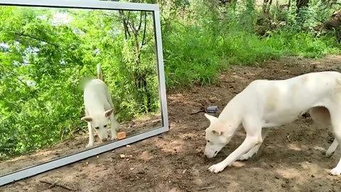 Animal See themselves in mirror for the first time