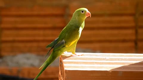 Brazilian Bird Parrot