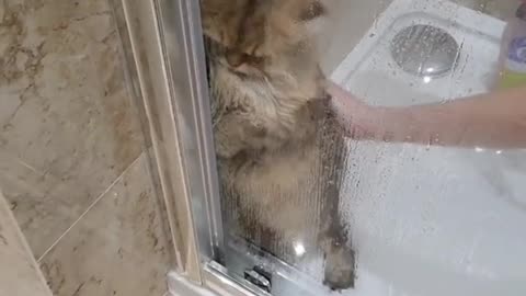 Cute cat doesn't want to take a bath