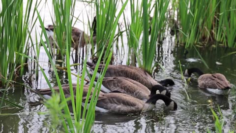 Flock of Goose Eating on the Lake Water Free Stock Video Footage