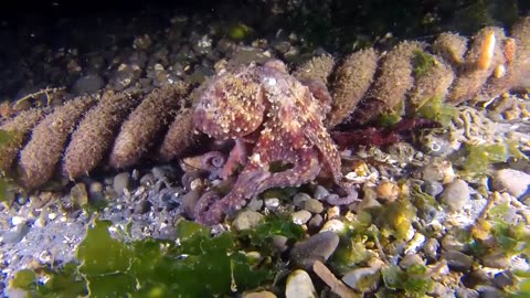 octopus under the sea