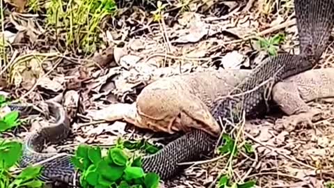 King cobra VS Lizard #wildanimals #snake #kingcobra #lizard #animals(1)