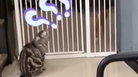 Funny video 🤣 cat animal 🤣