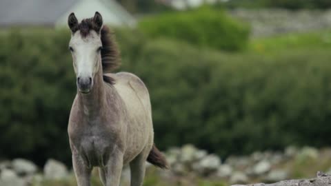 horse running on grassland