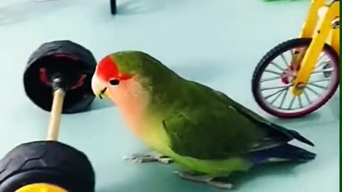 parrot on bike🥰