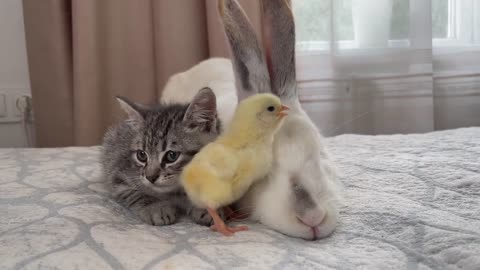 Baby Kitten and Giant Rabbit Confused by meeting Chick