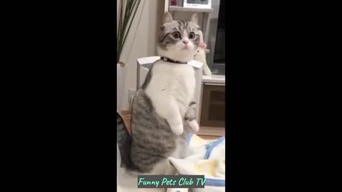 Funny Animal Videos Funniest Cats and Dogs Videos 2024