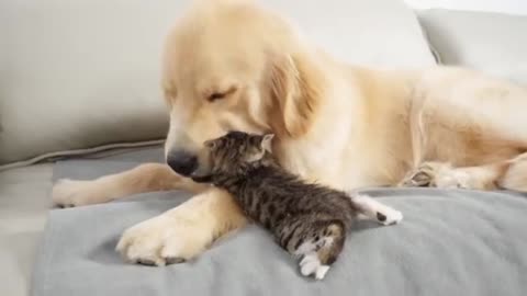 Golden Retriever Obsessed With Kitten That's Only