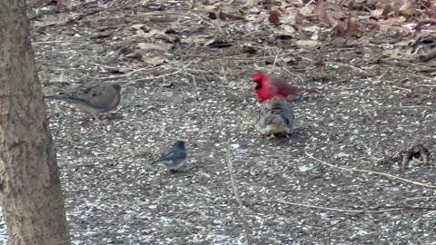 All bird variety were in attendance today. Almost.