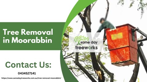 Tree Removal in Moorabbin: Expert Tree Care Services for Your Property