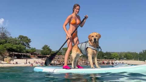 Golden Retriever First Time at The Sea