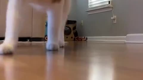 Cat dancing