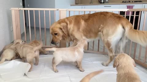 Golden Retriever Steals a Bed from a Puppy