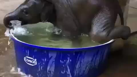 Baby elephant enjoys