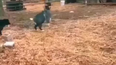 Funny animals & dancing & fighting