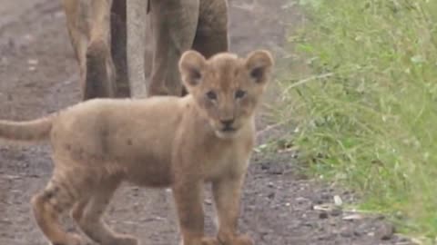 The Cutest playing Lion Cubs In the Whole Kruger Park