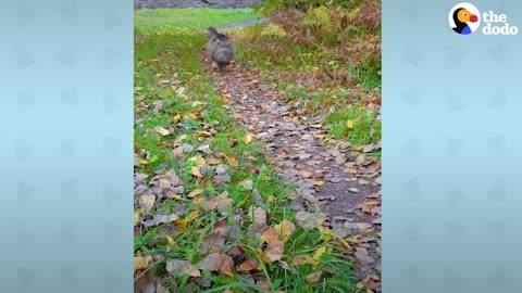 Fluffy Cat Runs As Fast As A Cheetah And Beats Her Dad In Every Race _ The Dodo Cat Crazy