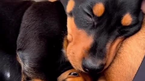 DOG'S DEEP SLEEP VIDEO