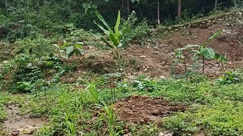 Gardening In The Yard/Klaten Indonesia