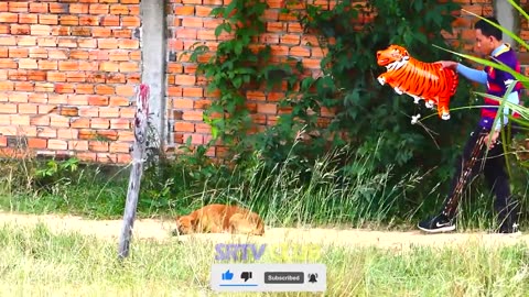 "Hilarious Reactions: Fake Tiger Vs Dog Prank - Must Watch!"