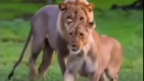 cat Attitude 🦁 de lion #shorts #short #viral #animals #youtube #trending #lion #lions #nature