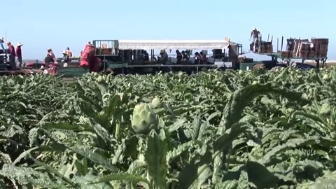 Amazing Agriculture Technology Artichoke Cultivation - Artichokes Harvest & Processing in Factory