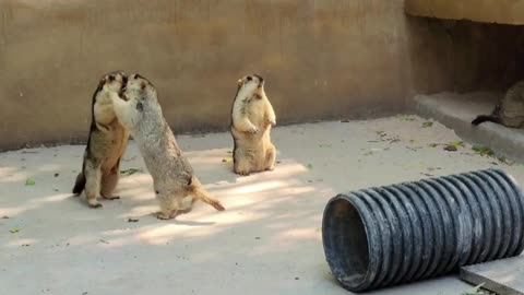 One of the confusing behaviors of animals, the groundhog persuades the fight