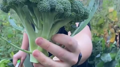 The Secret To Loads Of Broccoli 🥦