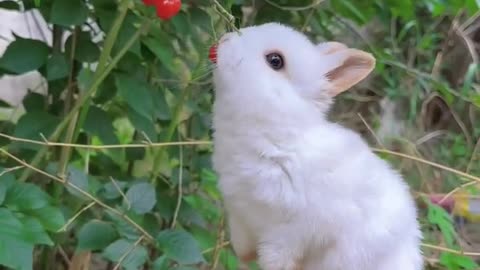 "Adorable Rabbit Goes on a Barrier-Busting Spree!"