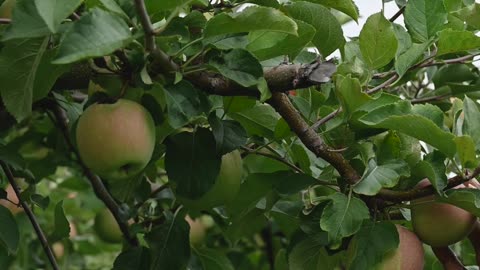 Apple orchard