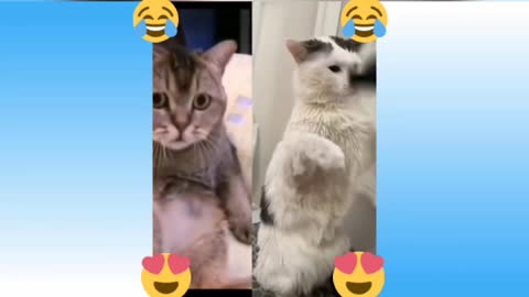 Funny, cute cats compilation Only cat lovers watch this.