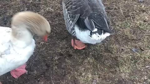 Pepper the goose tries to steal Bruce’s girl