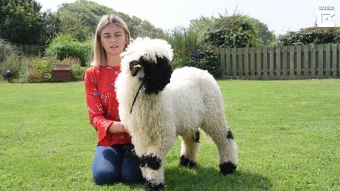 Fluffy Sheep Acts Like Pet Dog