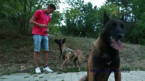 Extreme Trained & Disciplined belgian malinois dog